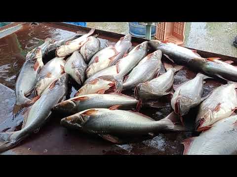 Amazing Pangash Fish Video