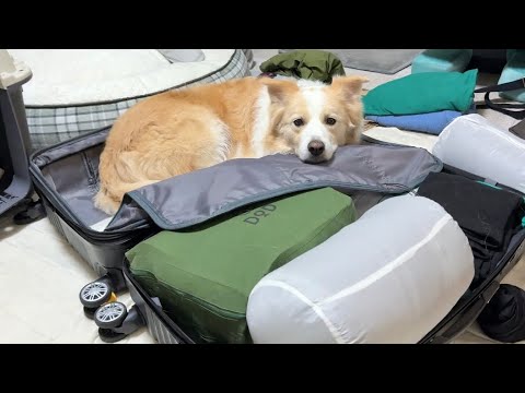 飼い主と離れたくなくて意地でも着いて行こうとする犬が健気すぎる..【ボーダーコリー•ゴールデンレトリバー】