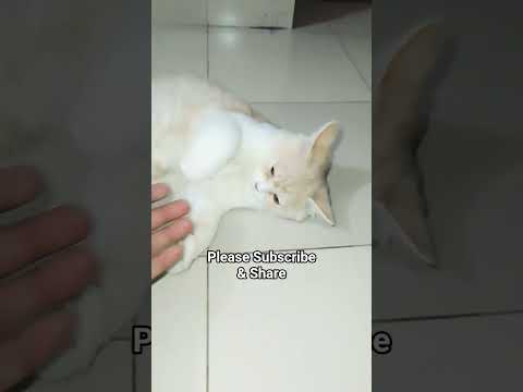 Trending Shorts | Cat Videos | Mochi😺#cat #catvideos #funnycatvideos #shorts #trendingshorts