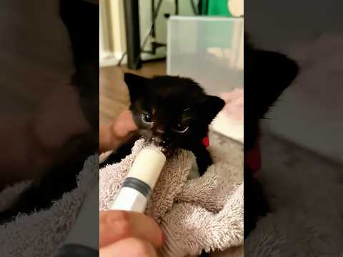 This girl rescued a stray cat left abandonded on the street