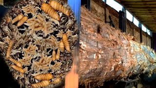 DISCOVERY OF SACRED TREE!! TURNS OUT TO BE BEAUTIFUL WOOD SLAB AFTER BEING SAWN
