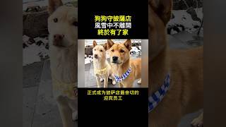 兩隻流浪狗遇上善心披薩店老闆 終於有了溫暖的家 #流浪狗重生 #善心收養流浪狗 #感人流浪狗 #流浪狗故事 #流浪狗找到家