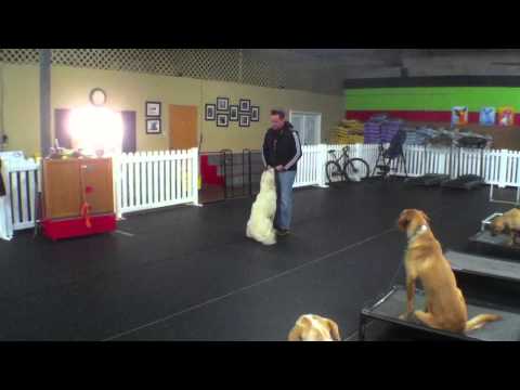 Finnegan Martin, Therapy Dog Training Charlotte North Carolina