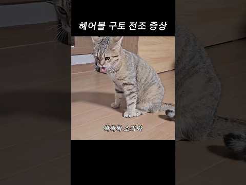 고양이 헤어볼 구토 #cat #고양이