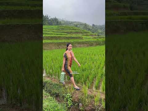 Bade kasawah hela baraya #gadisdesa #rismanirmalasari #shortsvideo