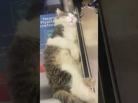 Uyuduğu Yere Bak🥰 #shorts #pati #pet #pets #cat #sleep #top #nature #keşfet #reels #viral @endogaltv