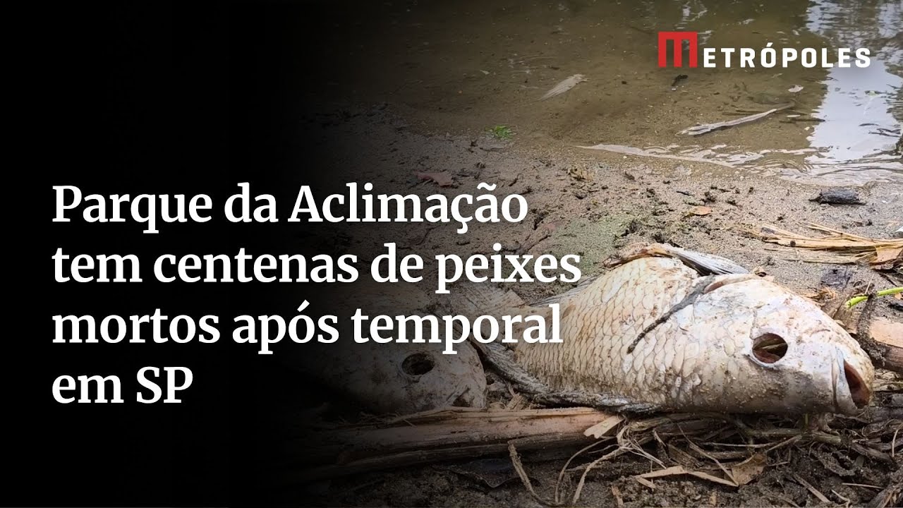 Parque da Aclimação tem centenas de peixes mortos após temporal em São Paulo