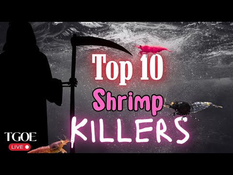 Top 10 Shrimp Killers 🎙️ New to streaming or looking to level up? Check out StreamYard and get $10 discount! 😍 htt