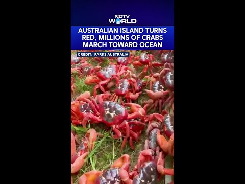 Millions Of Migrating Red Crabs Cross Christmas Island To Reach The Ocean