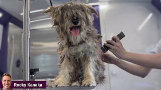 Groomer Said He's the WORST she's EVER Seen. 5 Hours Later…