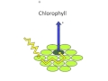 Photosynthesis Concepts and Processes