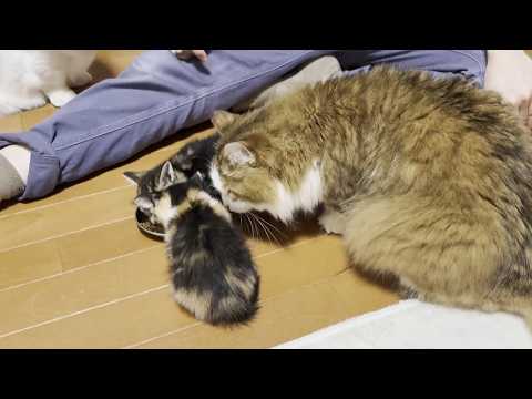 子猫のご飯を羨ましそうに見つめる猫