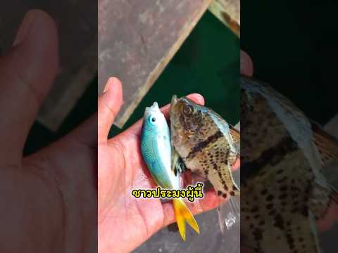 Ep.366 โยนกลับลงทะเล !!