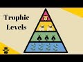 Exploring the Trophic Level Pyramid