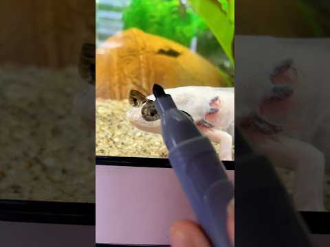 Cute axolotl. #cuteaxolotl #pet #funnyvideo #funny #funnypets #viralvideo #tranding #axolotl