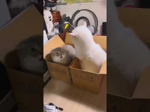 ? TENTE NÃO RIR - Animais Engraçados Ep271 ??? TO LAUGH