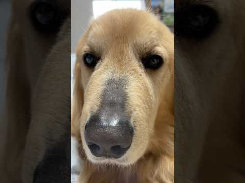 甲状腺機能低下症のゴールデンレトリバー。鼻の毛が抜けて大変なことに…