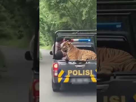 NYARIS! Harimau tiba tiba melompat ke mobil polisi?!๐จ #viral #trending #tiger #polisi #shortviral