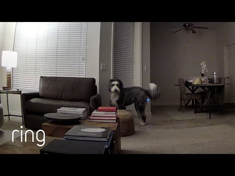 Service Dog Obeys Mom’s Instructions Over Ring Cam | RingTV