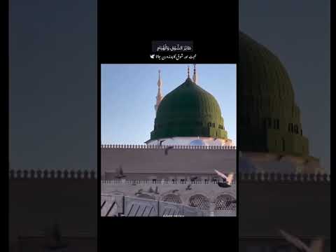 لَيْتَنِي فِي سِرْبِ الحَمَامِ!