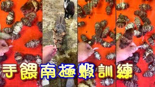 【花枝寶寶特訓中】今回開始手餵+冷凍餌料訓練 ,以面對食量越來越大的員工們
