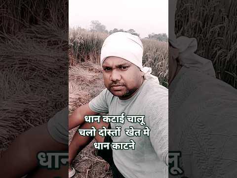 धान की कटाई चालू दोस्तों🥺😌🌾 #manojkumar #dhan #farmers #farmerlife