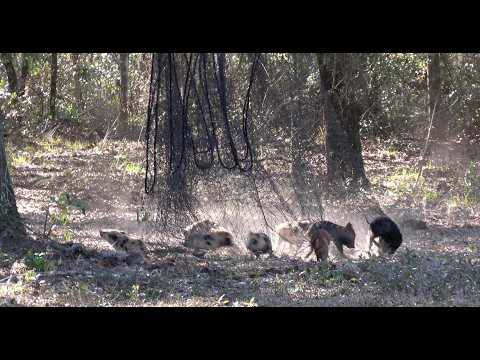 Creative Wild Pig Trap Using Net Worked Perfectly!