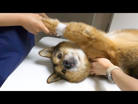동물병원에서 이런 강아지는 정말 처음 본대요. 진돗개 건강검진.