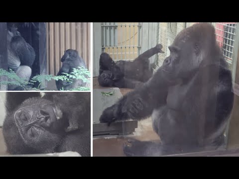 ゲンタロウのディスプレイに怒った父モモタロウを、心配そうに見守るキンタロウ⭐️ゴリラGorilla【京都市動物園】Momotaro was angry at his son Gentaro.