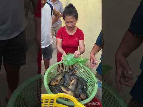 Cá rô đồng  2-4 con 1 kg