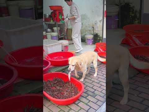 狗狗出門給貓買魚，貓咪反被氣哭The dog went out to buy fish for the cat, but the cat got angry and cried