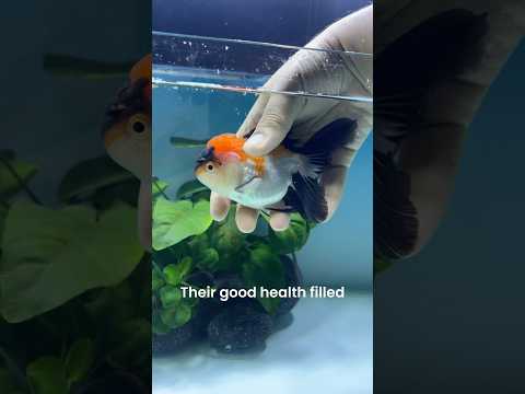 My New Fancy Goldfish! ๐๐งก #pets #animal #goldfish #aquarium