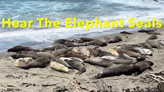 Hear Elephant Seals Talk #NSFW