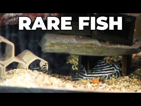 2,000 Square Foot Fish Room Tour!!! 3,000 Gallon P I recently had the chance to tour a custom built, 2,000 square foot home fish room! Complete with a 