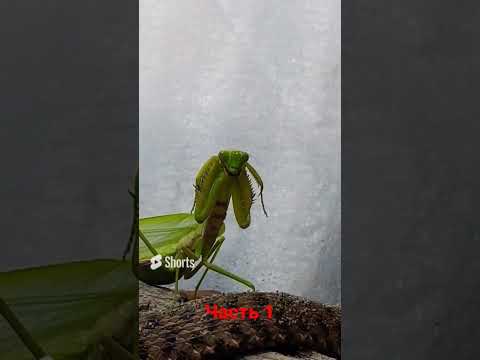 #бандит среди насекомых