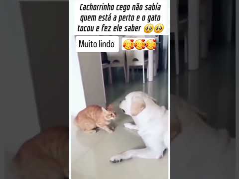 Os animais têm tantos para ensinar agente