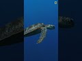 Shark and Turtle Encounter Analysis