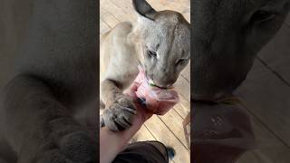 Puma Braige tasted pork) #animals #cat #braige #bigcat #shorts