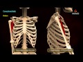 Muscle Anatomy and Function Assessment
