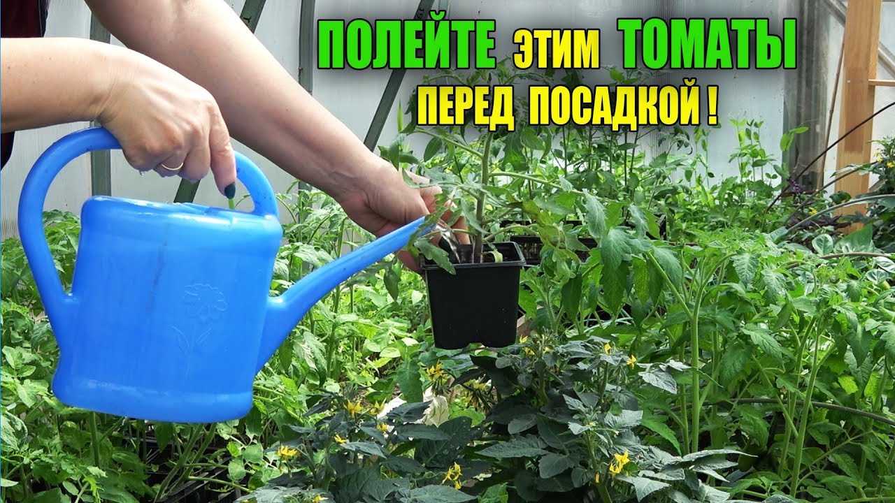 Срочно полейте этим томаты перед посадкой