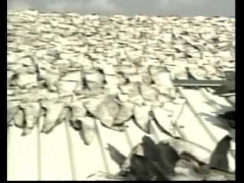 Using DNA to map shark fin trade - Reuters TV