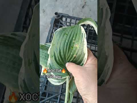 Мій сад. Розсаджую хости.