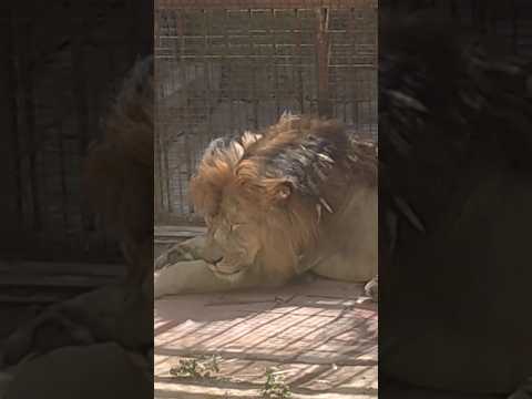Lion Bannerghatta NATIONAL Park Bangalore #safari #shortsfeed #zoo #youtubeshorts