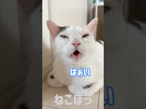 猫の動画サムネイル - ママが喋りかけるとお返事してくれる猫チロさん #shorts
