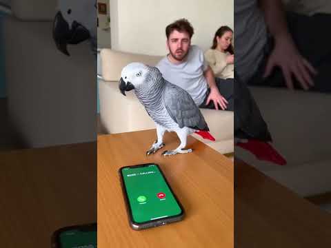 “Parrot calls the boss” 🦜📞 #shorts #shortsvideo #funny