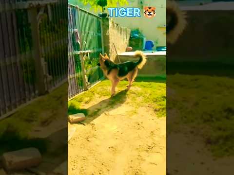 shade hi chala🥷🏻#trending #germanshepherd #viral #cutedogs #love #viralshorts #tiger_the_GSD#popular