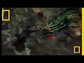 Nudibranchs: Fascinating Marine Creatures