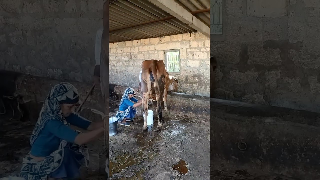 Buy Ghee with Video Proof - Order #116 Ghee Making Video