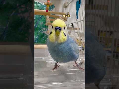 ちくわと飼い主の遊びPart2 🐥にゃあ 👩🏻にゃあ もはや猫ちゃんなちくわ #セキセイインコちくわ #ちくわ #パステルレインボー #男の子 #ちくわちゃんねる #4歳 #お喋り