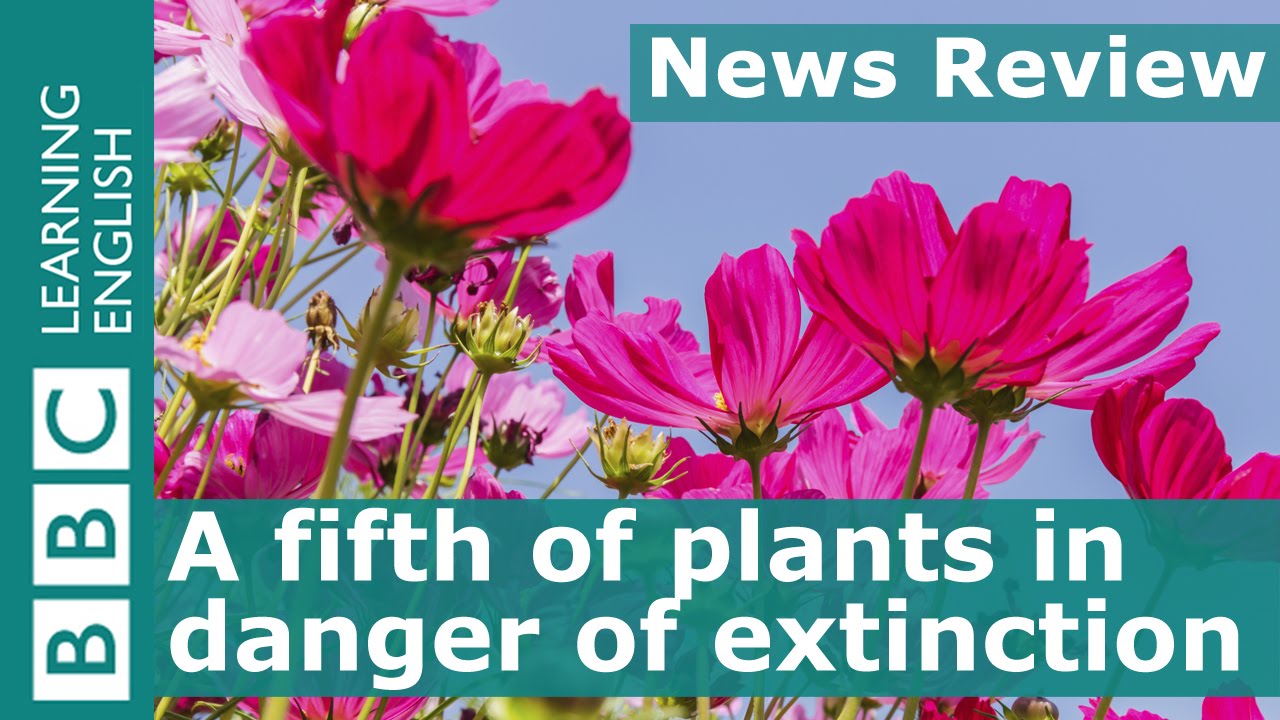 BBC News Review: A fifth of plants in danger of extinction
